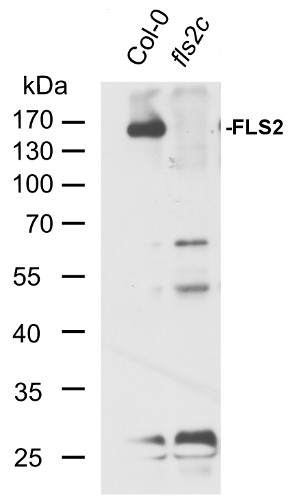 western blot using anti-FLS2 antibodies